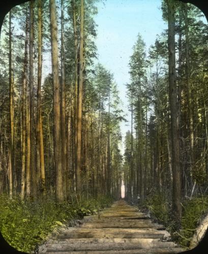 Photo by Clarence F. Korstian. Courtesy, Forest History Society