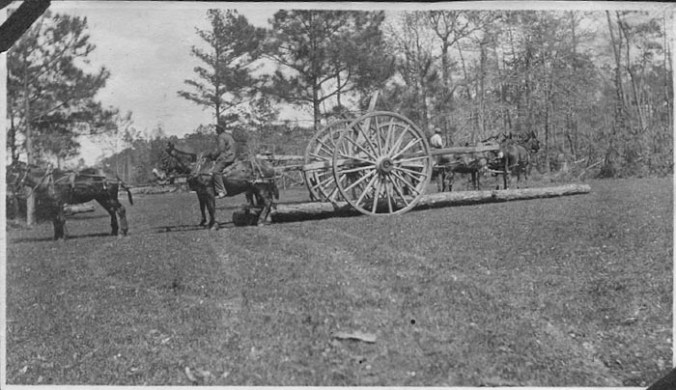 Courtesy, Forest History Society