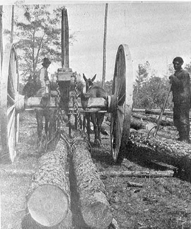 Courtesy, Forest History Society