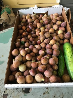 Part of our fig harvest this summer, and a couple cakes too. Photo by David Cecelski