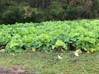 One of my neighbors' collard patches, Harlowe, N.C. Photo by David Cecelski