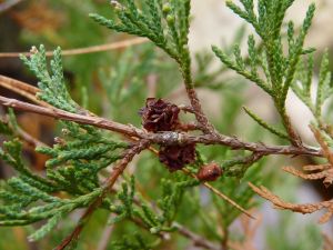 Juniper, or Atlantic white cedar (Chamaecyparis thyoides) foliage and cones. 