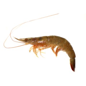 A green tail shrimp. Courtesy, TRIDGE.