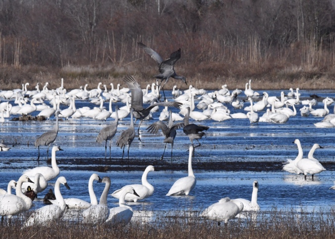 Sandhill cranes among the tundra swans. Photo by Tom Earnhardt and used with his permission.