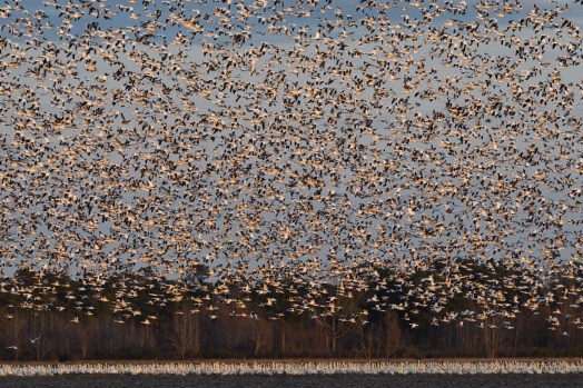 Snow geese at Pungo Lake in the Pocosin Lakes National Wildlife Refuge. Photo courtesy, (the wonderful) Tom Earnhardt