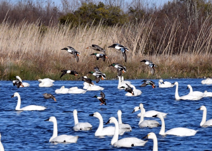 Northern shovelers (mostly) among the tundra swans. Photo by Tom Earnhardt and used with his permission.
