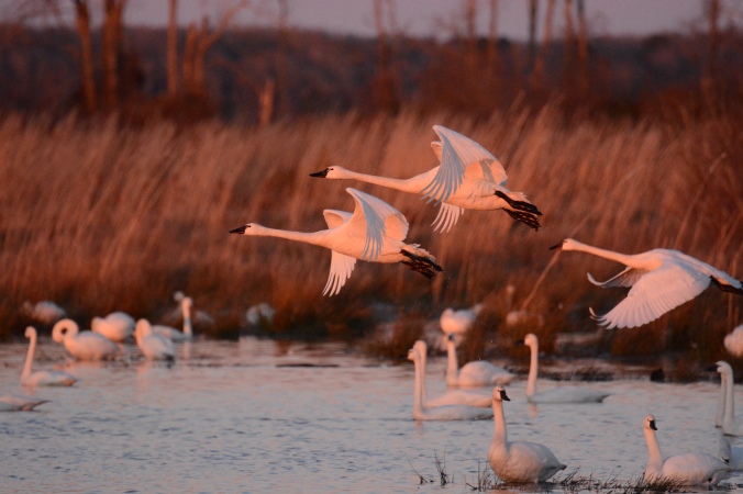 Tundra swans at sunrise, Pungo Lake. Photo by Tom Earnhardt and used with his permission.