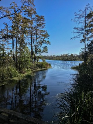 The waters around Mill Tail Creek are often very narrow passages through swamp forest but now and then open up into broad lakes. Courtesy, Thirdeyemom