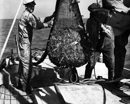 Photo by Charles Farrell. Courtesy, State Archives of North Carolina