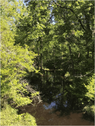 Spring at Pinch Gut Creek, Brunswick County, N.C. Photo by Marion Evans