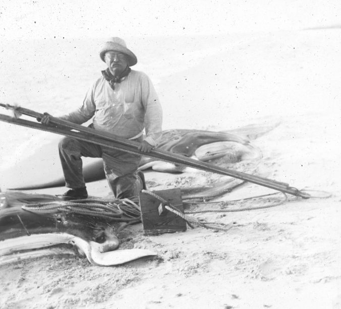 Roosevelt with the two giant manta rays, Captiva Island, Fl., 1917. Photo courtesy of Walter Coles, Sr., Chatham, Va.