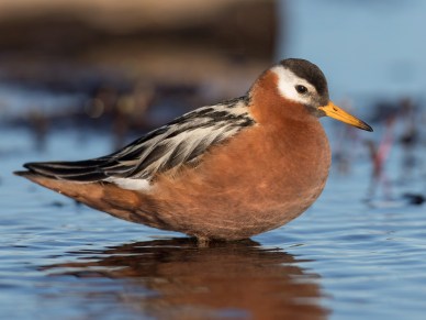 Red phalarope (Phalaropus fulicarious), a breeding female. Photo by Ian Davis. Courtesy, ebird