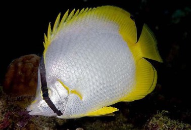 The lovely little spot fin butterfly fish (Chaetodon ocellatus) is a reef dweller in the Caribbean but many get washed up to the North Carolina in the Gulf Stream from July to Oct. Courtesy, Smithsonian Tropical Research Institute
