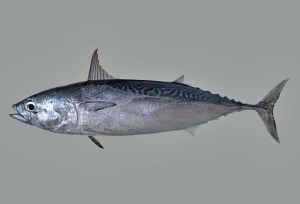 Frigate tuna or frigate mackerel (Auxis thazard) are an important part of the food web in all the world's oceans. Courtesy, Smithsonian Tropical Research Institute