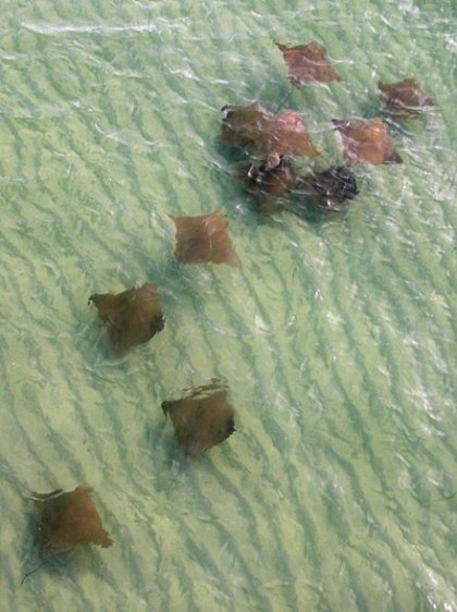 Seen here in the Gulf of Mexico, cow nose rays are the rays that you're most like to see in an aquarium's touch tank. They're only 2-3 ft. in width and weigh approx. 25-35 lbs. They largely eat clams, oysters and other bivalves and are known for their long migrations-- in the late fall, these cow nose rays probably migrate to the waters off South America. Photo by Dorothy Birch 