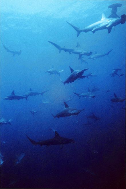 The most common hammerhead shark on the NC coast is the scalloped hammerhead (Sphyrna lewini). Though typically solitary hunters, hammerheads often migrate in large schools. The scalloped hammerhead population has been in drastic decline from overfishing, with an estimated 75-90% of its population extirpated according to Coastwatch magazine