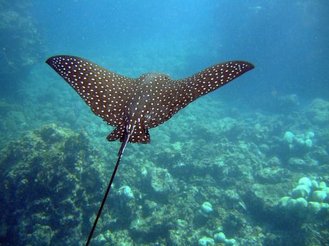 Adult Spotted eagle rays (Aetobatus narinari) can be as long as 16 ft., have a wingspan of 10 ft. and weight more than 500 lbs. 