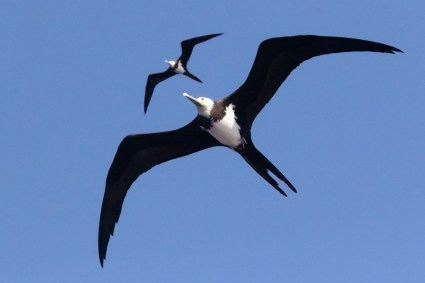 Ascension frigatebirds (Fregata aquila) in flight. Photo by Noah Strycker. Courtesy, ebird.