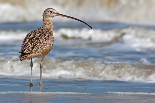 Long-billed curlew (Numenius americanus). Photo by Stephen Pollard. Courtesy, the Audubon Society