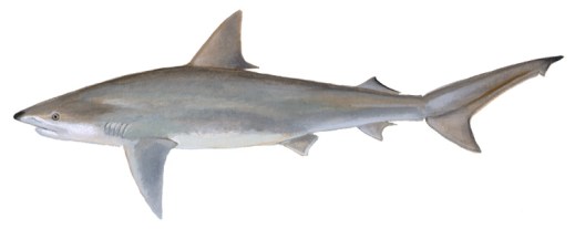 The blacknose shark (Carcharhinus acronotus) is a small (usually about 4 ft. long), fast-swimming predator that ranges from the coastal waters of North Carolina to Brazil. Courtesy, Delaware Div. of Fish & Wildlife