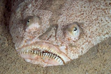 Who couldn't love this fish? Northern stargazers (Astroscopus guttatus) can be found in the U.S. on shores from North Carolina to New York. Courtesy, National Geographic Kids