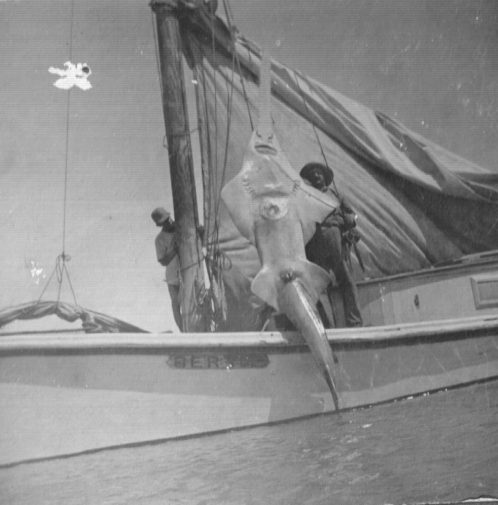 Russell Coles a crewman with a smalltooth sawfish (Pristis pectinata). A kind of ray, sawfish are amazing creatures: they have thousands of sensory organs in their head and rostrum (saw) with which they can detect the magnetic fields of their prey. Largely due to shark fin soup fishermen (even though they're not sharks), they are now among the rarest group of marine fishes. Photo courtesy, Walter Coles, Sr., Coles Hill, Va.