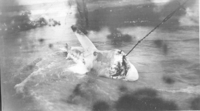 Russell Coles bringing in a shark. Courtesy, Walter Coles, Sr., Coles Hill, Va. 