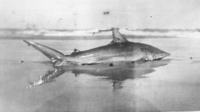 Tiger shark on the beach at Cape Lookout. Courtesy, Walter Coles, Sr., Coles Hill, Va.