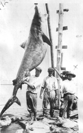 A scene at the shark factory in Morehead City, N.C., 1920. Coles was instrumental in the founding of the Ocean Leather Co.'s factory, which supplied sharkskins to a processing facility in Newark, N.J. Courtesy, Walter Coles, Sr. 