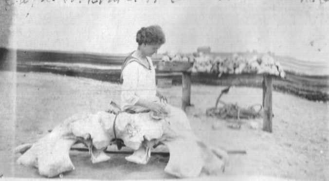Mrs. Ambler again, this time seated on a whalebone on the beach at Cape Lookout, 1921. Photo, courtesy of Walter Coles, Sr., Chatham, Va.