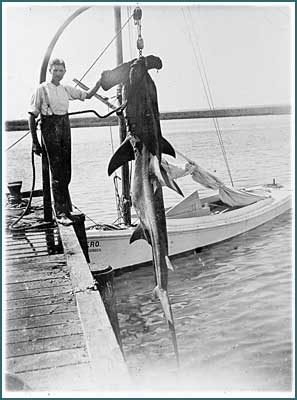 Dr. Eugene W. Gudger and a hammerhead shark, Beaufort-Morehead City, N.C. vicinity, ca. 1910. Courtesy, American Museum of Natural History