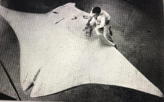 Conservator J. C. Bell molding Coles' giant manta ray at the American Museum of Natural History. The ray measured 18 ft. from tip to tip of its fins. Rough plaster molds of the ray were made on the beach on the day it was killed, then sent to the museum in 12 sections. Bell put them together to make the cast. He has not yet attached the tail. From "Fighting the Terrible Devilfish," Popular Science Monthly 20, #4 (April 1917).