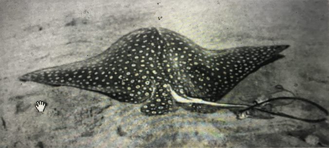 Dorsal view of a spotted eagle ray at Cape Lookout, ca. 1912. Photo by Russell J. Coles. From Smithsonian Miscellaneous Collections vol. 60 (1913).