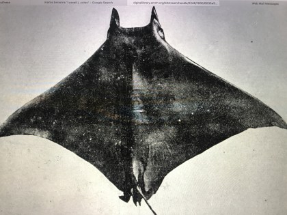 A cast of a lesser devil ray (Mobula hypostoma) that Russell Coles captured at Cape Lookout ca. 1915 and in the collections at the American Museum of American History. From Russell J. Coles, “Natural History Notes on the Devil Fish, Manta Birostris, and Mobula Olfersi,” Bulletin of the American Museum of Natural History vol. 35, article 33 (1916).