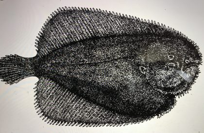 Ichthyologist John T. Treadwell recognized a new species of sole among the specimens that Coles sent to the American Museum of Natural History in 1915-- Gymnachirus melas, the North American naked sole. From John T. Nichols, "A New Gymnachirus from North Carolina," Bulletin of the American Museum of Natural History vol. 35, article 9 (1916).