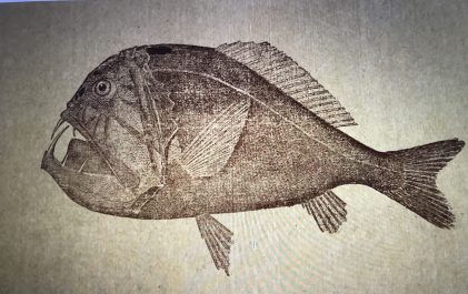 Louis Hussakof led the American Museum of Natural History's first expedition for fossil fish in 1907-08 and also had a long-time interest in deep-sea fish. From Louis Hussakof, "Fishes of the Deep Sea," <em>American Museum Journal</em> XI (1915), 248-253.