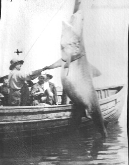 Russell Coles (standing) a a great white shark near Cape Lookout, July 28, 1920. Courtesy, Walter Coles, Sr.