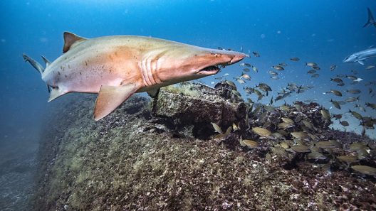 One of Russell Coles' most enduring contributions to the study of sharks are his observations on the cooperative hunting behavior of sand tiger sharks (Carcharias taurus). Image courtesy of NOAA. 