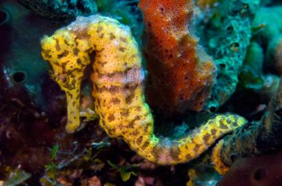 The long snout seahorse (Hippocampus reidi) is one of the largest seahorses in the Western Atlantic, reaching lengths of 7 inches at times. Photo courtesy, Oceana