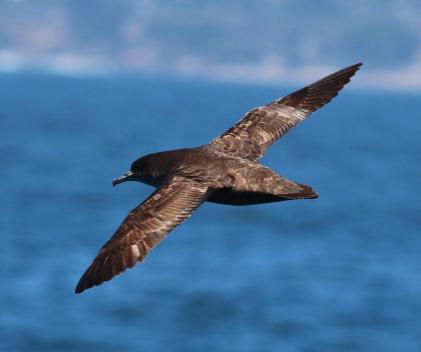 Sooty shearwater (Ardenna grisea). Photo by Tom Benson/flickr. Courtesy, the Audubon Society