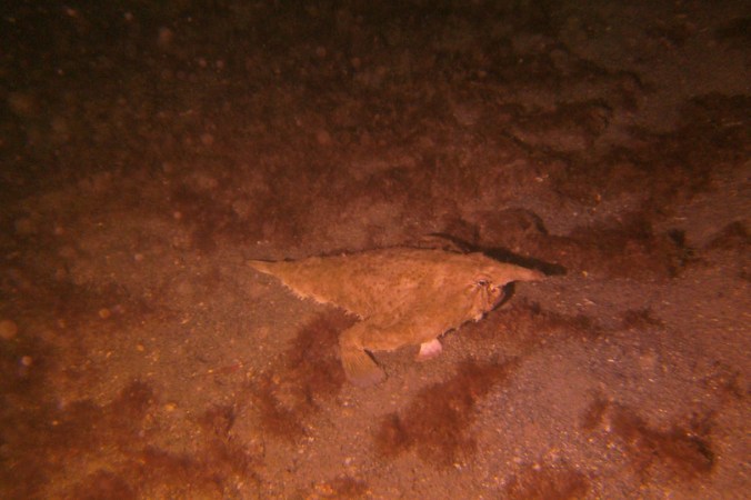 Palefin batfish (Ogcocephalus rostellum) crawl about the sea floor gobbling up crustaceans, worms, scallops and other little critters. Courtesy, @Timharas