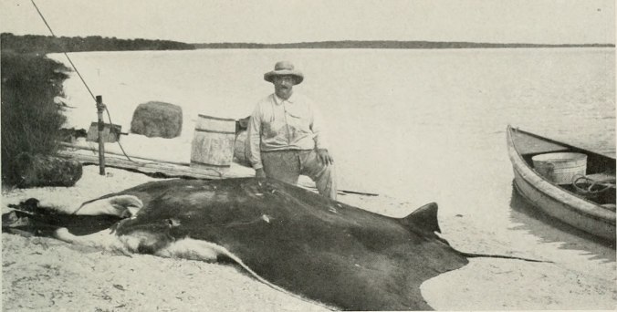 Russell Coles and a giant oceanic manta ray near Punta Gorda, Fl. From The American Museum Journal (American Museum of Natural History, 1916)