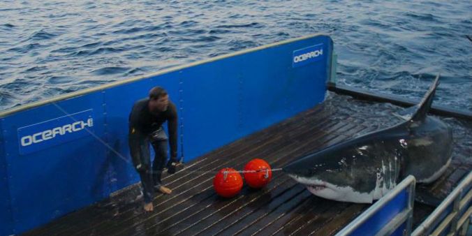 Scientists at OCEARCH put an digital tag on a 16-ft.-long, 3,500 great white that they named "Mary Lee" off Cape Cod in 2012. Now you can see on the group's web site when she's visiting the North Carolina coast. Mary Lee also has her own facebook page. Photo courtesy, OCEARCH