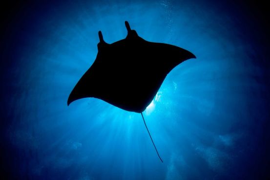 Giant oceanic manta ray in waters off Okinawa, Japan. Photograph by Jared Wood. From naturesbestphotography.asia