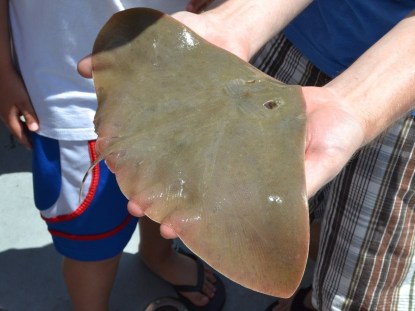 Dorsal view of a smooth butterfly ray (Gymnura micrura). Photo by Sean Loyless