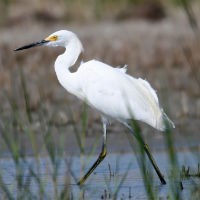 Market hunters were especially interested in snowy egrets (Egretta thula). Their feathers were especially popular for women's hats. Hunted nearly to extinction in the late 1800s and early 1900s, they are still a species of special concern. Courtesy, Cape Lookout National Seashore