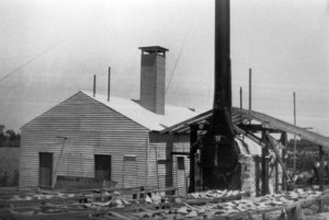 The Mooney brothers' shark factory, Port Salerno, Fl., ca. 1930s-40s. The Mooneys were one of many independent operators that sold shark skins to the Ocean Leather Co. They also sold meal made from sharks for fertilizer, processed shark livers to make vitamin and did a novelty business in shark teeth. Courtesy, Stuart Heritage Museum, Stuart, Fl.