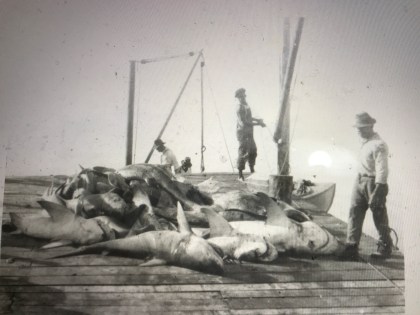 Shark fishing in Key West, Florida, ca. 1928, probably for the Ocean Leather Co. Courtesy, Monroe County Public Library, Key West, Fl.
