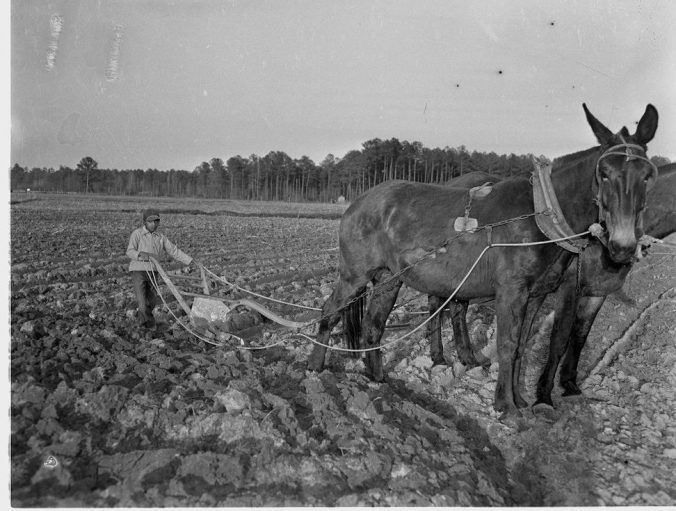 A very young man plowing field with a horse-drawn plow, 1949. Courtesy, Joyner Library, ECU