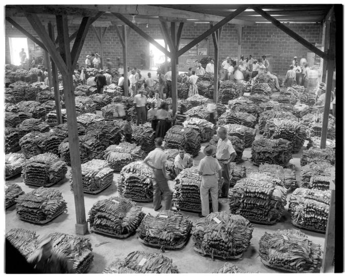 Bales of tobacco at a Greenville warehouse, 1952. Courtesy, Joyner Library, ECU